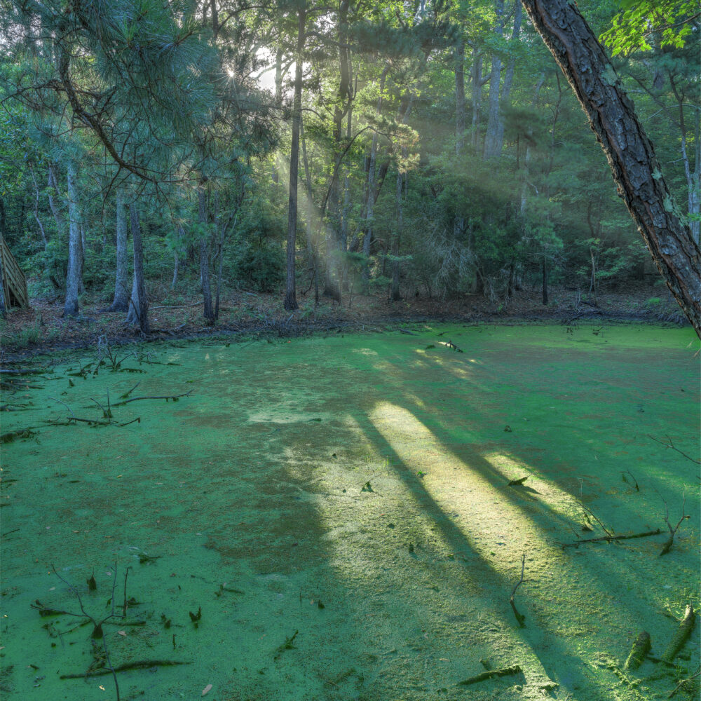 Nags Head Woods Preserve,, OBX, North Carolina