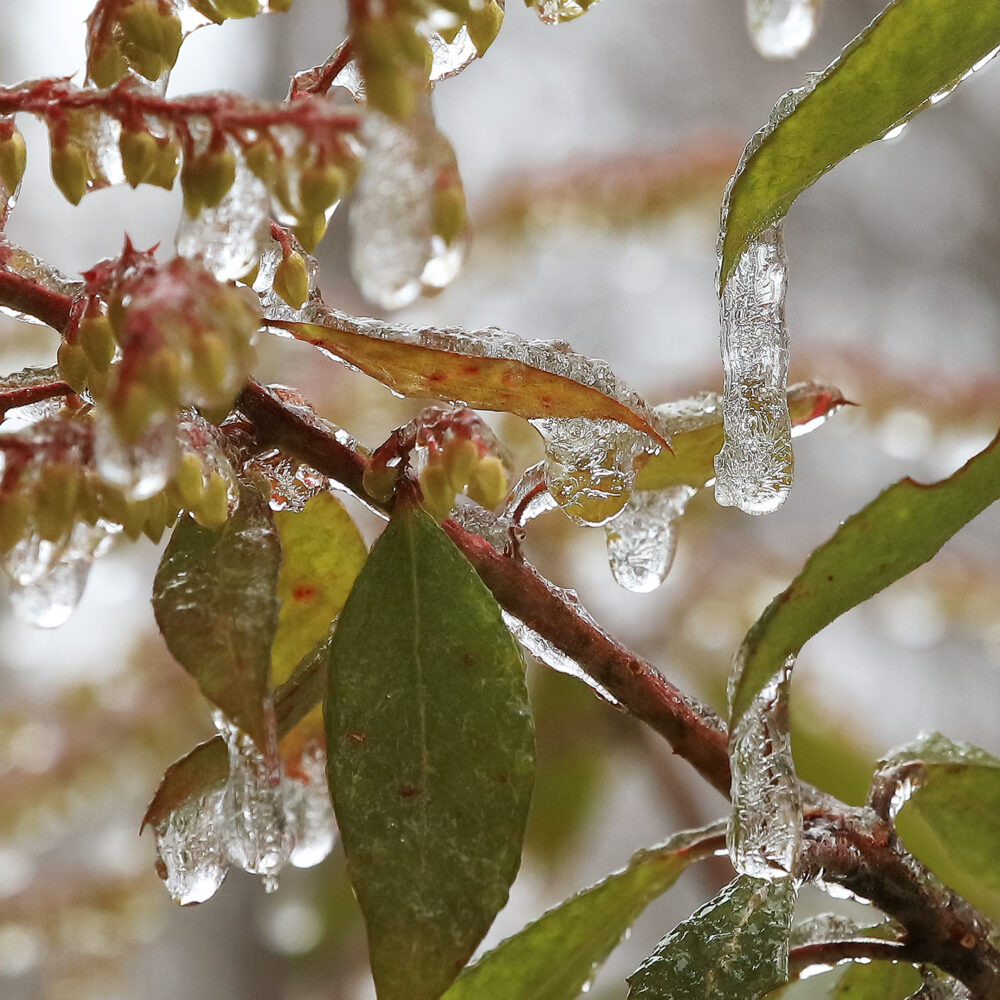 Ice Droplets Forming on A Plant