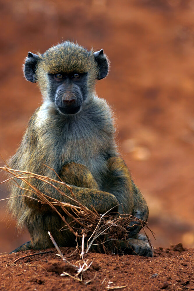 portrait of a symian