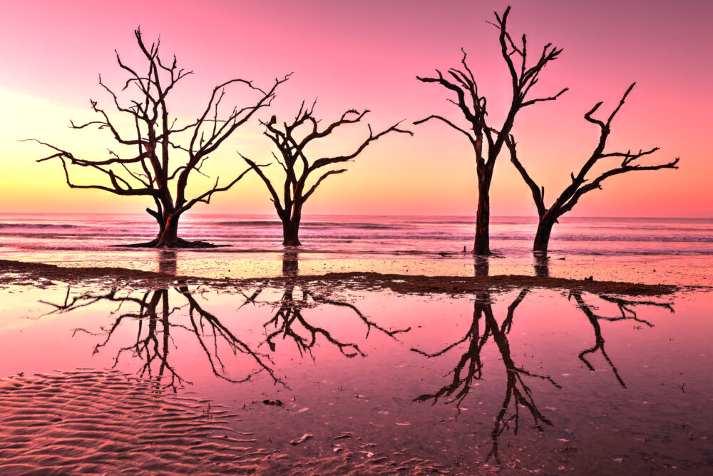 Boneyard Beach, Charleston, South Carolina