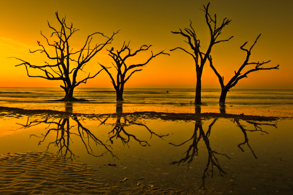 Boneyard Beach, Charleston, South Carolina