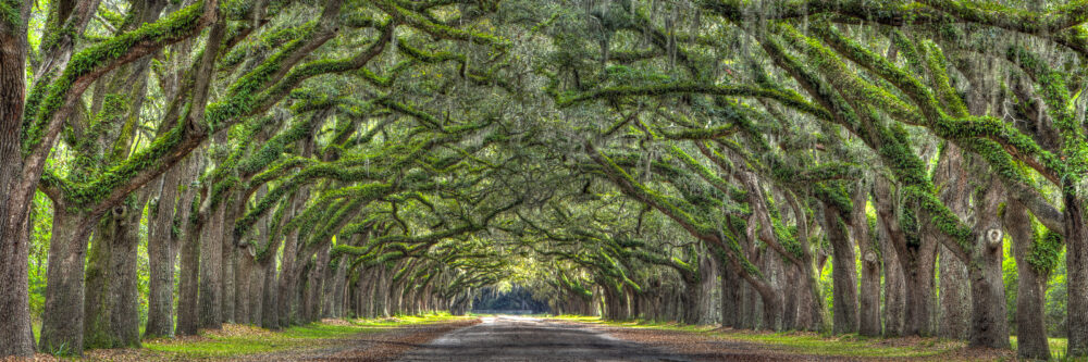Spring Time At The Tree Lined Drive of Wormsloe Plantation, Savannah, Georgia