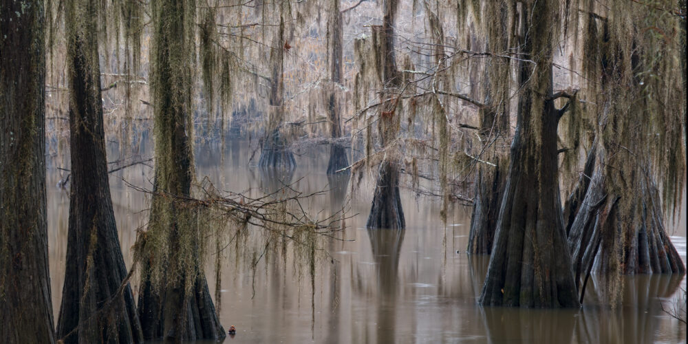 Cypress Trees At Caddo Lake State Park, Texas