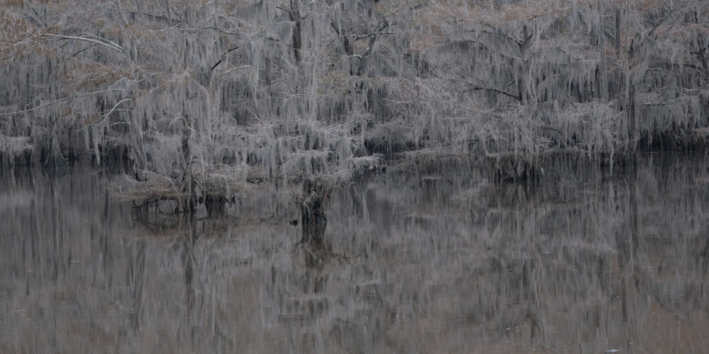 Cypress Trees At Caddo Lake State Park, Texas