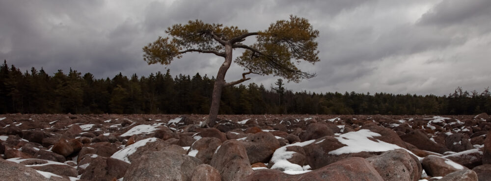 The Lone Tree, Boulder Field, Hickory Run State Park, PA