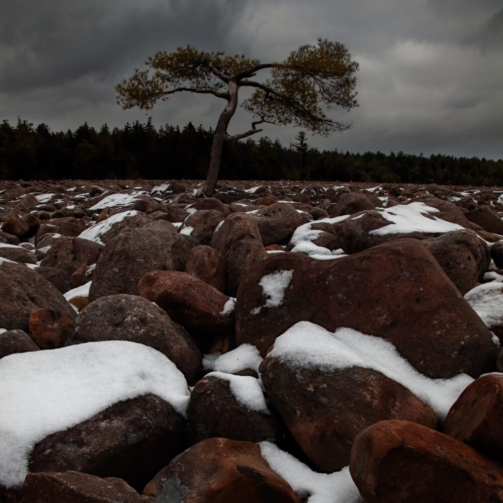 The Lone Tree, Boulder Field, Hickory Run State Park, PA