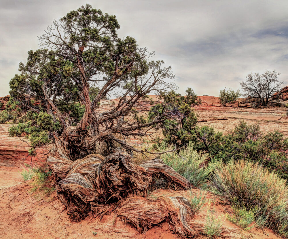 Juniper Tree, Canyonlands National Park, Moab, UT