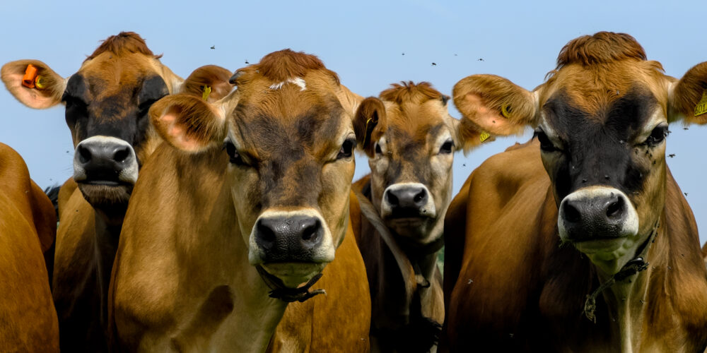 A Group Of Jersey Cows