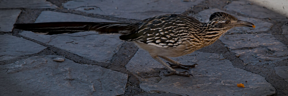 A Roadrunner, Chisos Basin, Big Bend National Park, Texas