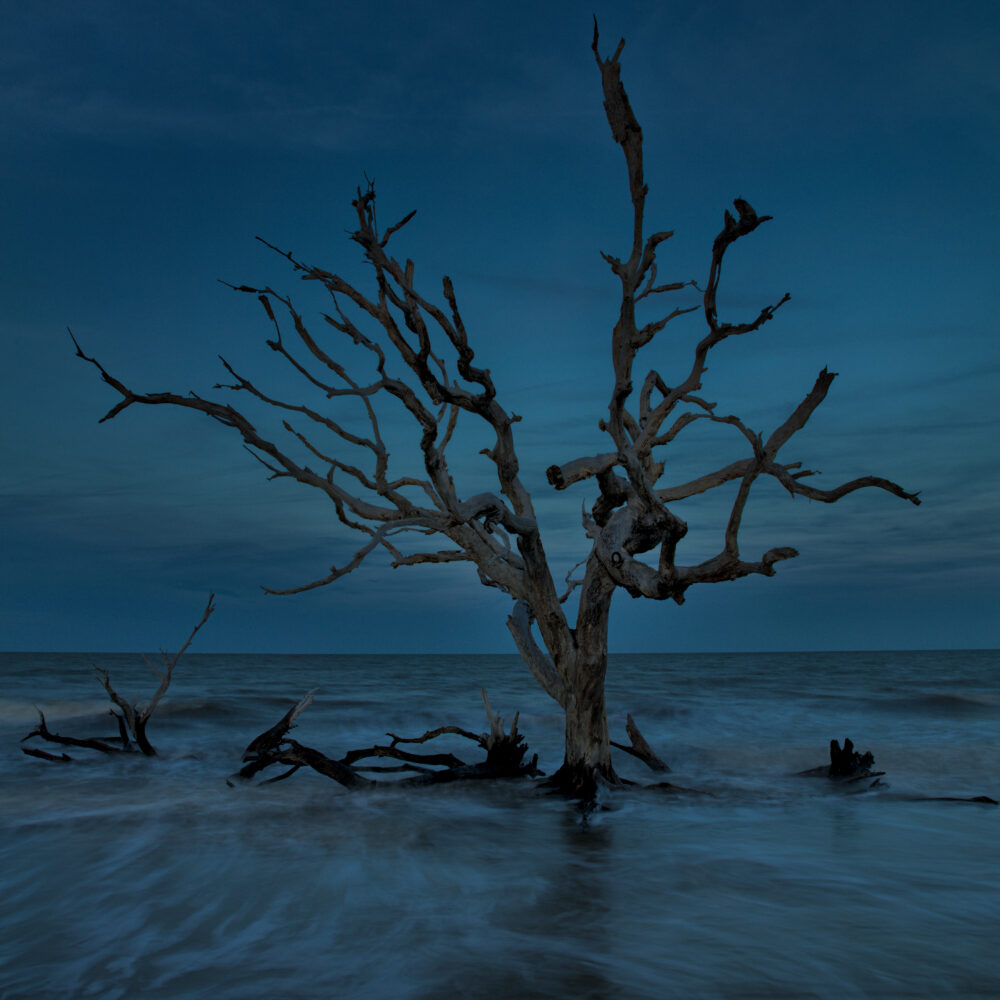 Blue Hour At the Tree Graveyard, Botany Bay, Charleston, GA