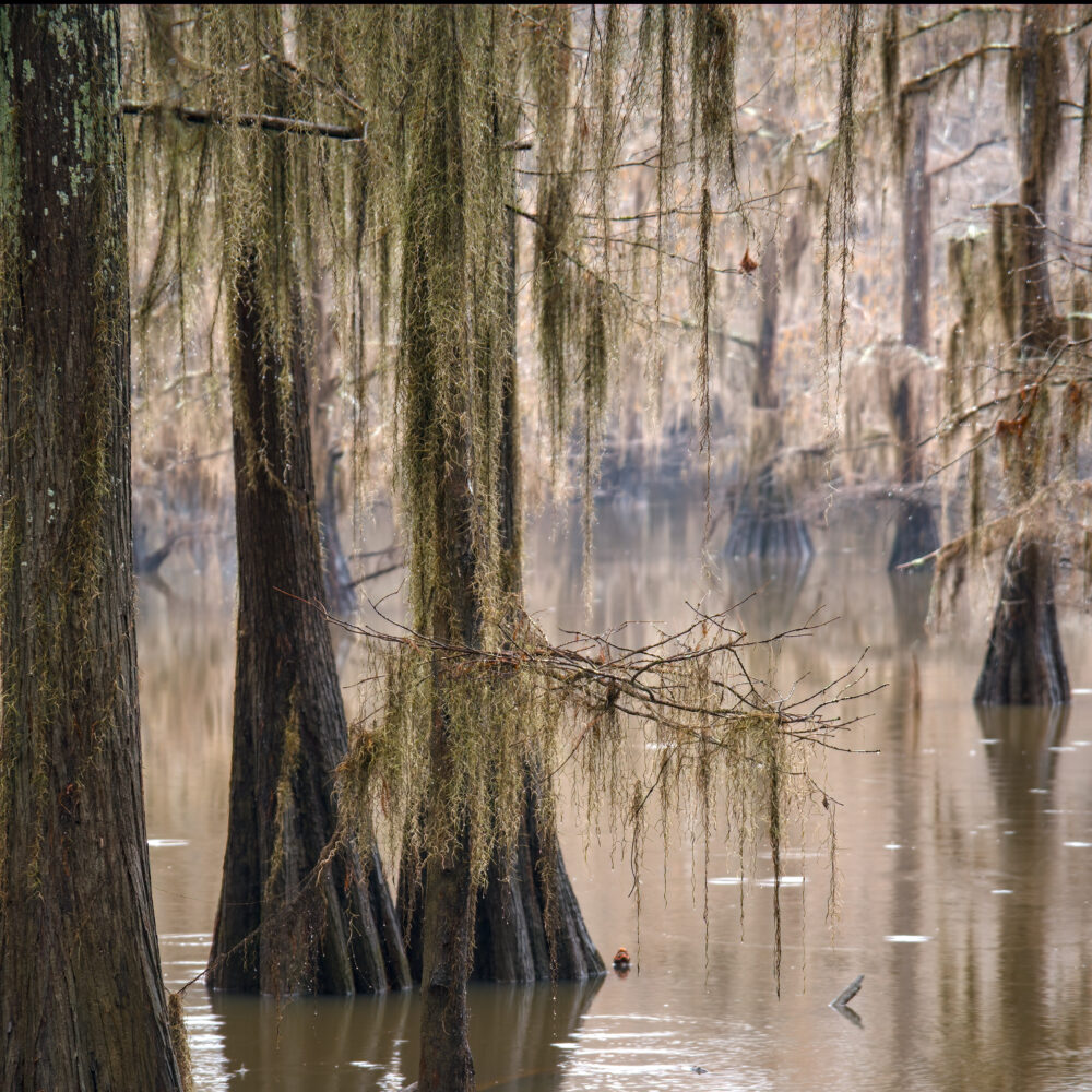 Green From The Rains, Greybeard, French Hair, Tree Hair, Spanish Beard or Spanish Moss At Caddo Lake State Park, Texas