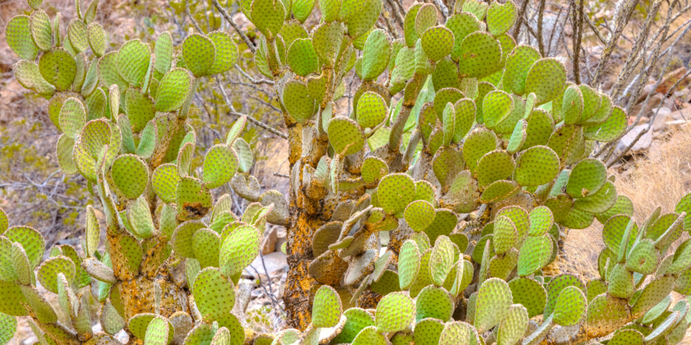 Prickly Pear Cactus, Big Bend National Park, Texas