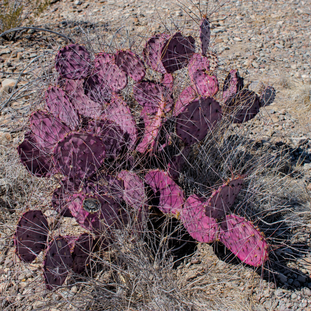 Purple Prickly Pear Cactus, Big Bend National Park, Texas