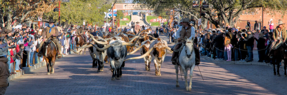 A Longhorn Cattle Drive, Fort Worth Stockyards, Fort Worth, Texas