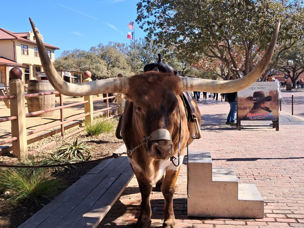 A Longhorn, Outside The Livestock Exchange Building, Fort Worth Stockyards, Fort Worth, Texas