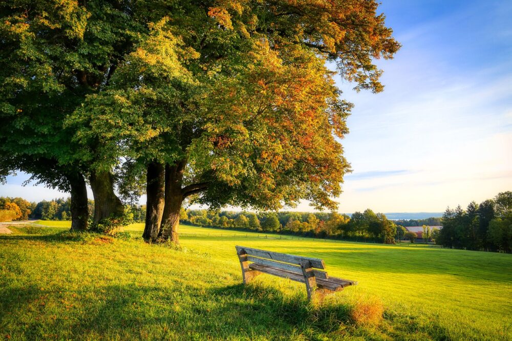 A Park Bench In A Filed Near Trees Bathed In Golden Light