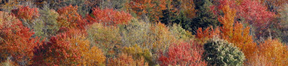 Autumn Colours, Highland Scenic Highway, West Virginia