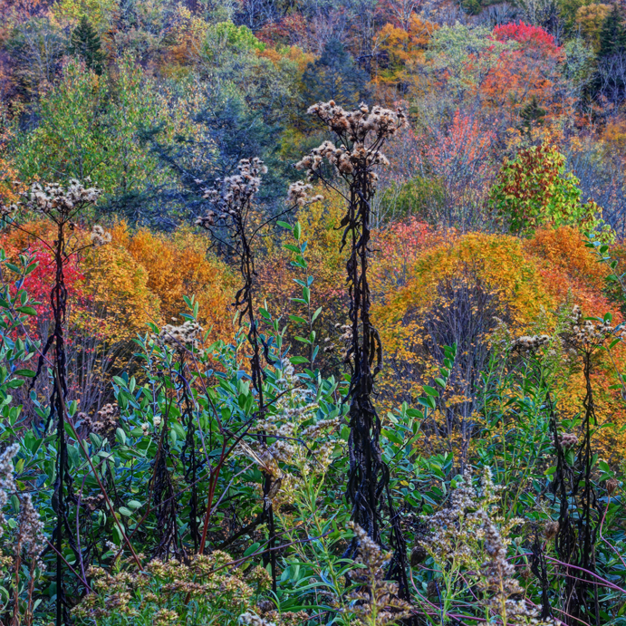 Autumn Colours, Highland Scenic Highway, West Virginia