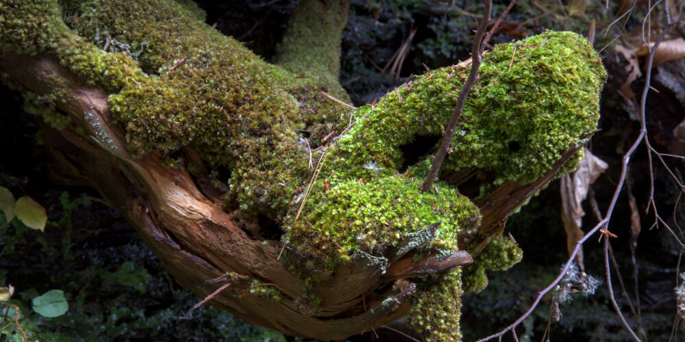 A Mossy Root In Autumn On Dingmans Creek At George W Childs Park, Delaware Water Gap National Recreation Area, Pennsylvania