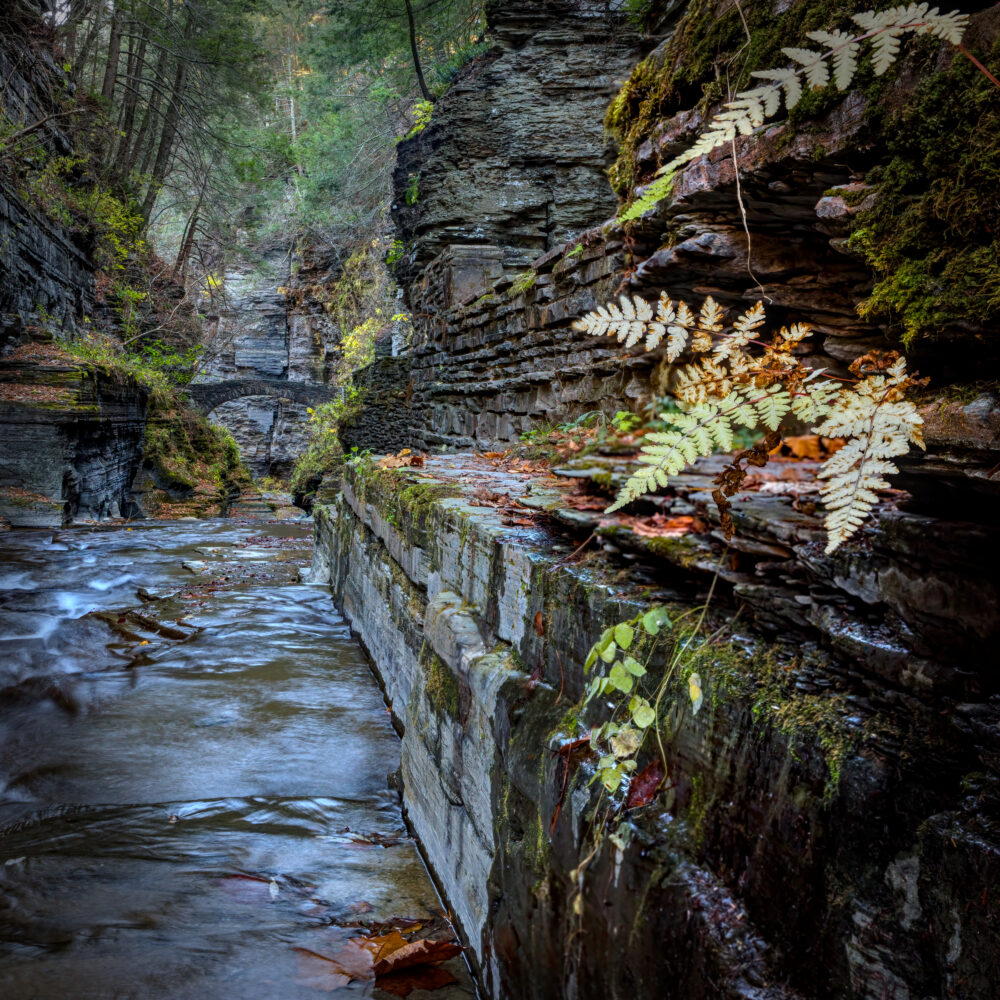 Autumn Colours And Ferns Growing In The Stone Wall With A Stone Bridge Over Enfield Creek At Robert H Treman State Park, NY